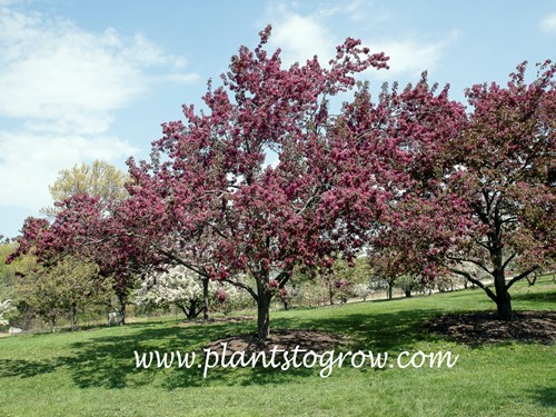 Red Baron Flowering Crabapple (Malus)